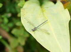 Austroargiolestes icteromelas