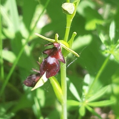 Ophrys insectifera