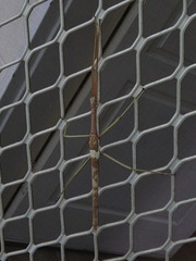 Acrophylla wuelfingi