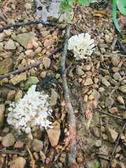 Sebacina schweinitzii