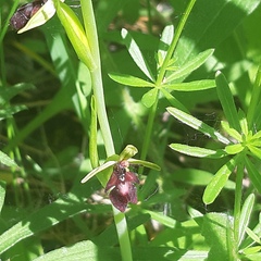 Ophrys insectifera