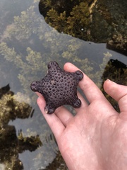 Pentagonaster pulchellus