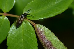 Cladius pectinicornis