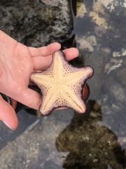 Pentagonaster pulchellus