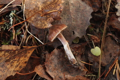 Cortinarius glandicolor