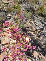 Erica multumbellifera