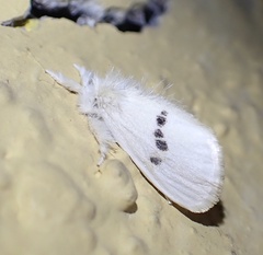 Euproctis leithiana