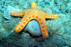 Pentagonaster duebeni