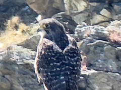 Falco novaeseelandiae