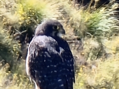 Falco novaeseelandiae