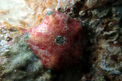 Meridiastra atyphoida