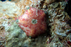 Meridiastra atyphoida