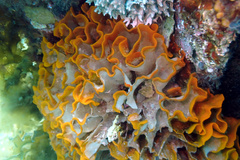 Steginoporella chartacea