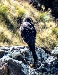 Falco novaeseelandiae