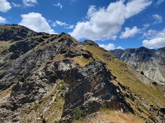 Falco novaeseelandiae