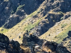 Falco novaeseelandiae