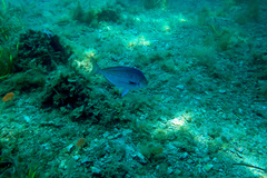 Nemadactylus valenciennesi