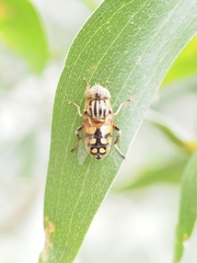 Eristalinus punctulatus