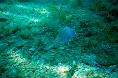 Nemadactylus valenciennesi