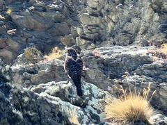 Falco novaeseelandiae