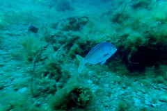 Nemadactylus valenciennesi
