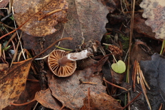 Cortinarius glandicolor