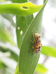 Eristalinus punctulatus