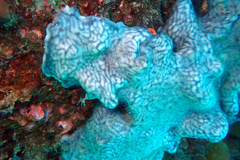 Leptoclinides seminudus