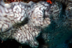 Leptoclinides seminudus