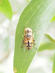 Eristalinus punctulatus