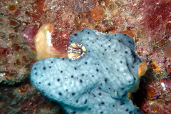 Stolidobranchia