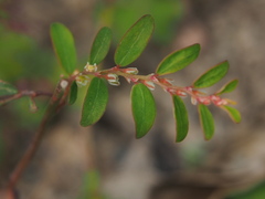 Phyllanthus debilis