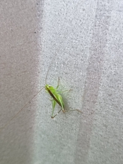 Conocephalus semivittatus