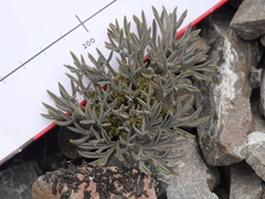 Lignocarpa carnosula