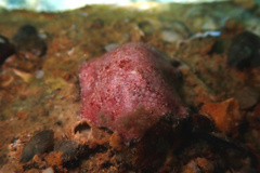 Meridiastra medius