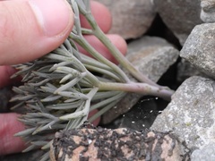 Lignocarpa carnosula