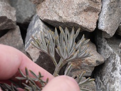 Lignocarpa carnosula