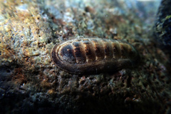 Ischnochiton cariosus