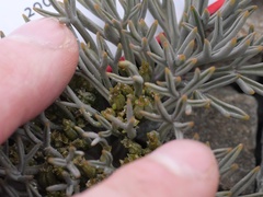 Lignocarpa carnosula