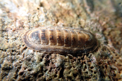 Ischnochiton cariosus