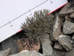 Lignocarpa carnosula