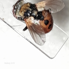 Gymnosoma rotundatum