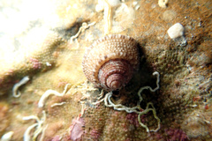 Clanculus limbatus