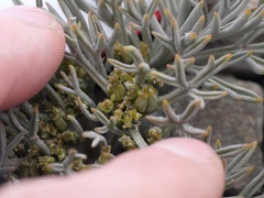 Lignocarpa carnosula
