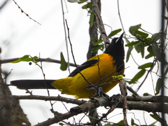 Icterus graduacauda