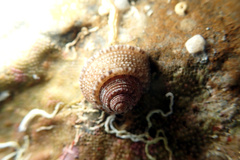 Clanculus limbatus