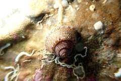 Clanculus limbatus