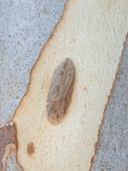 Ledromorpha planirostris