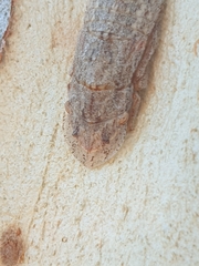 Ledromorpha planirostris