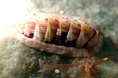Rhyssoplax exoptanda